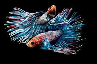 Show Quality Betta Fish Standards - Atlantis Aquatics