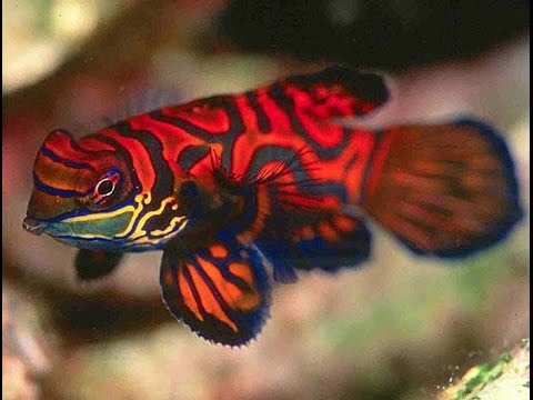 Green mandarin goby clearance care