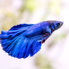 Betta fish outlet cheap